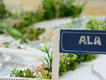 Immagine alt: