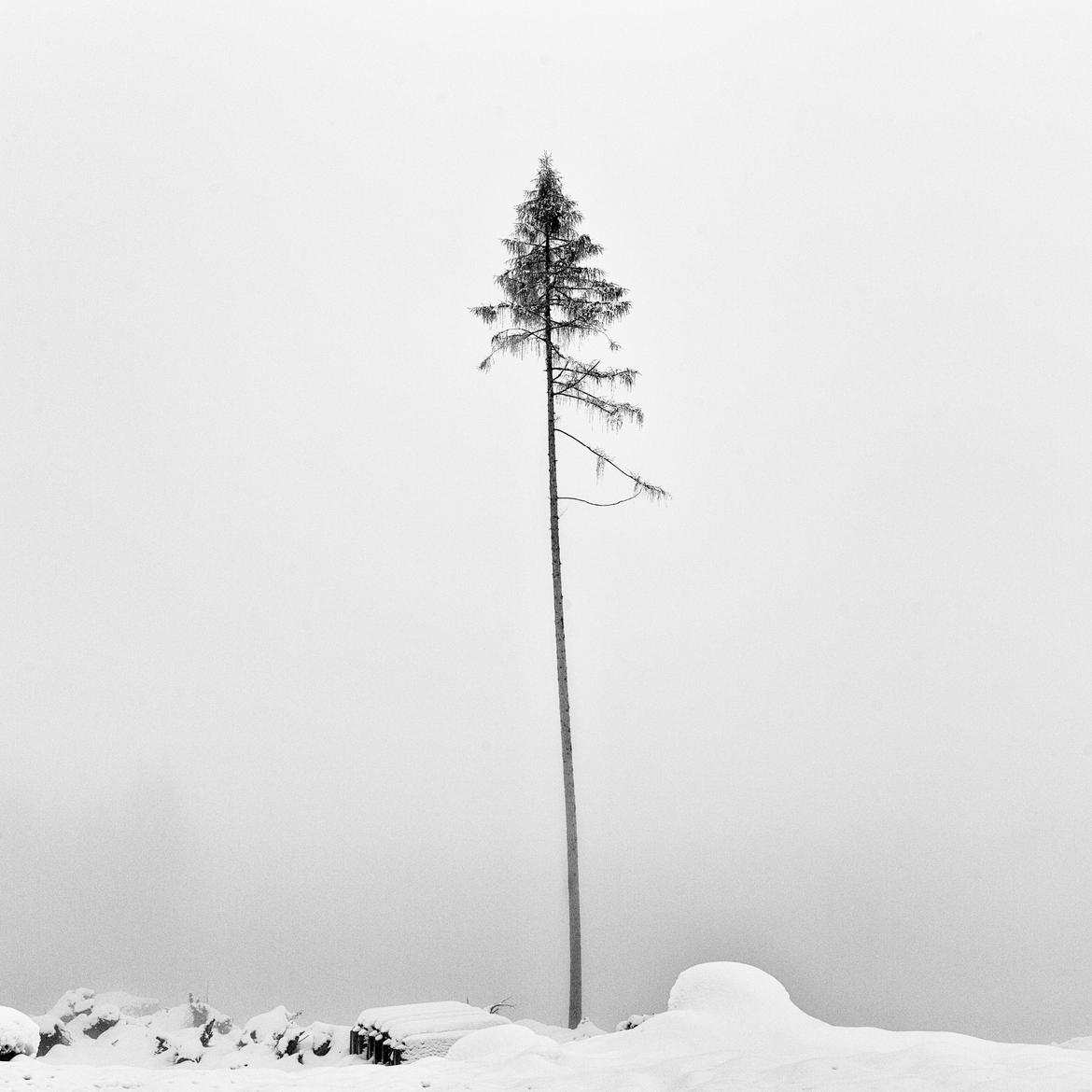 Immagine alt: